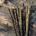 indyjskie naturalne kadzidełka kadzidła botaniczne palo santo róża do medytacji jogi relaksu