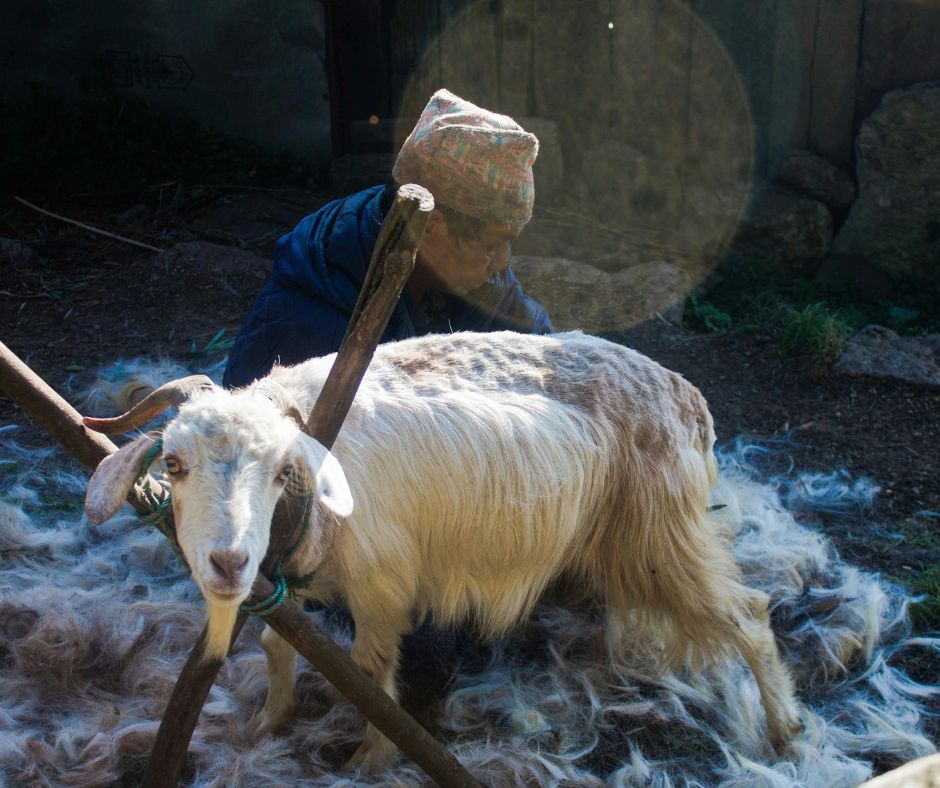 Tradycyjne wyczesywanie kozy kaszmirskiej w Himalajach – proces pozyskiwania delikatnej wełny kaszmirowej używanej do produkcji paszmin